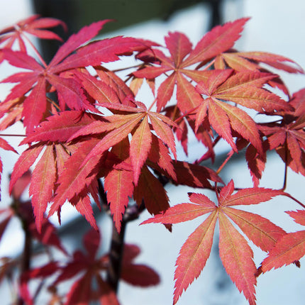 Acero giapponese - Acer palmatum Sumi-nagashi - Rosso - ↕70cm - Ø19cm - 2x