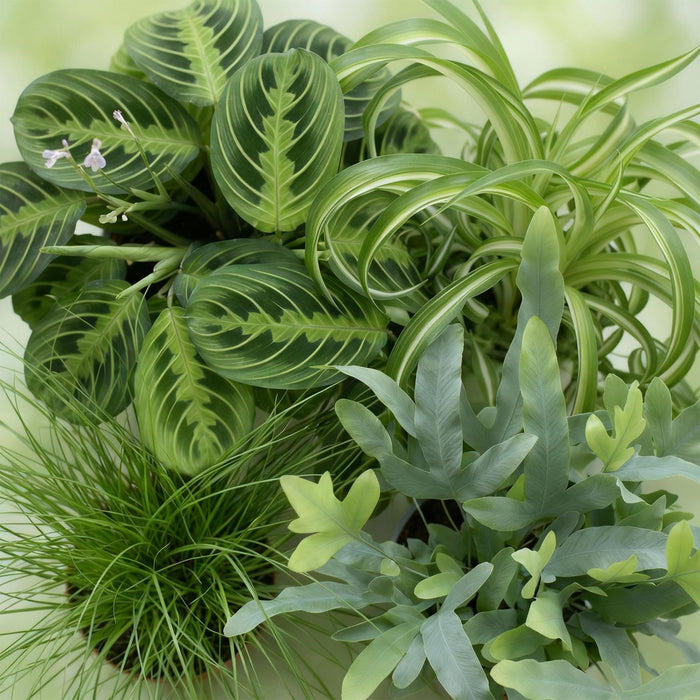 Plantenbox - Chlorophytum - Cyperus - Phlebodium - Marantha - met grijze plantenpotten - ↕25cm - Ø12cm - 4x