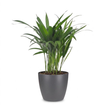 Areca Lutescens - Goudpalm - met Potter Grijs - Pot 12cm - Hoogte - 45cm