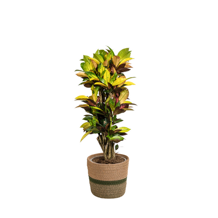 Codiaeum 'Croton' Iceton with basket - ↕80-100cm - Ø24cm