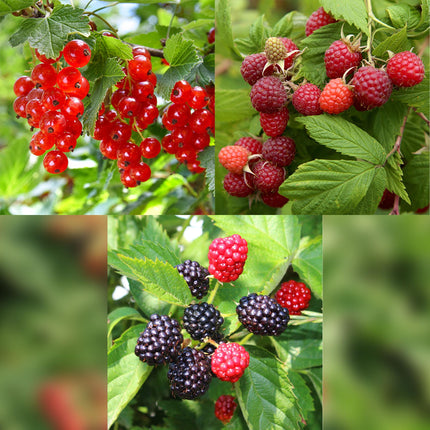 Fruitplanten mix - Rode Bes, Rode Framboos, Zwarte Braam - ↕40cm - Ø11cm - 3x