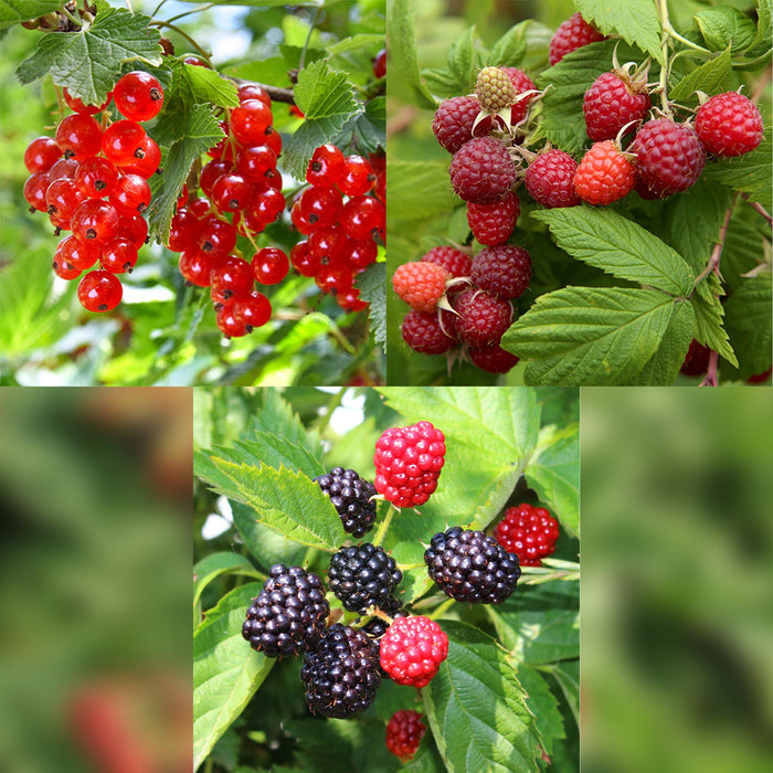 Fruit planten mix - Rode Bes, Rode Framboos, Zwarte Braam - 3 planten - Pot 11cm Hoogte 40cm