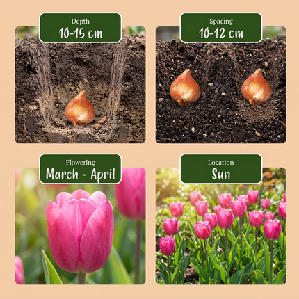 120x Tulipa Triumph Pink - Bloembollen - Triomftulp - Roze - Voorjaarsbloeier - Bolmaat 11/12