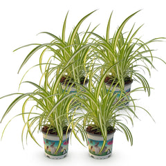 Collection image for: Grünlilie (Chlorophytum)