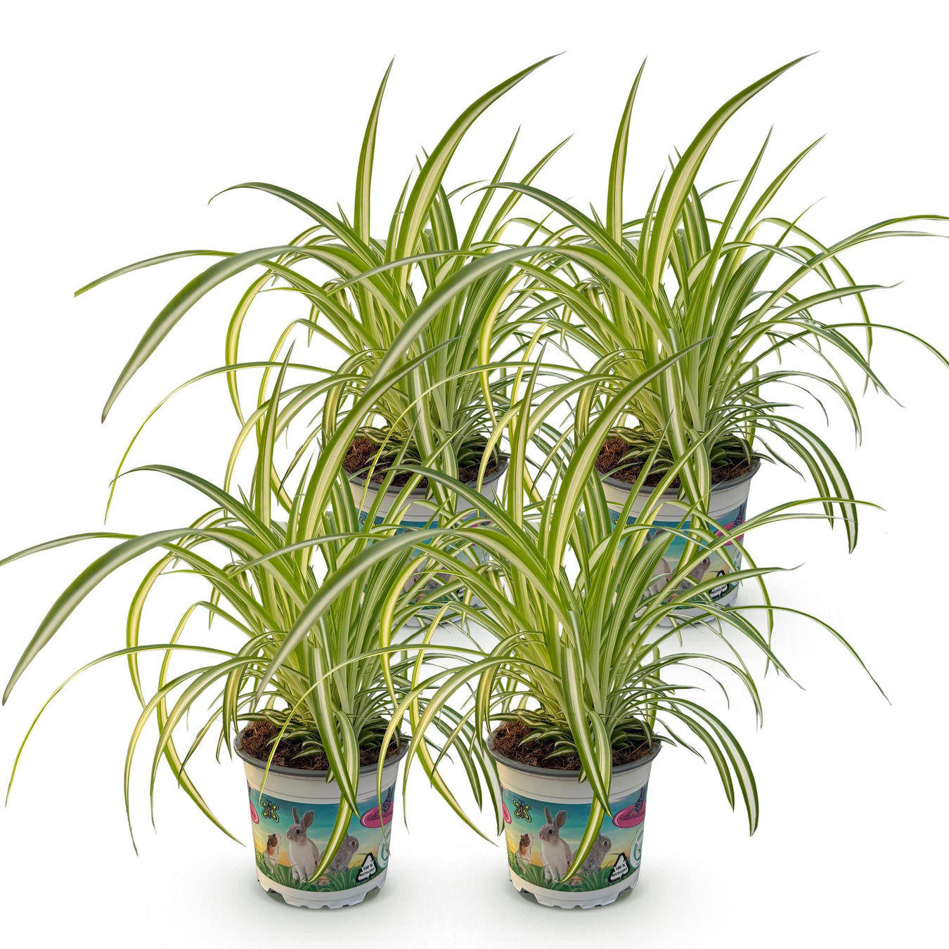 Planta araña (Chlorophytum)