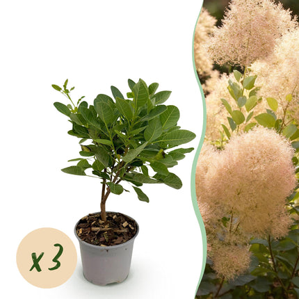 Cotinus coggygria Young Lady - Wig tree - Green - ↕35cm - Ø12cm - 3x