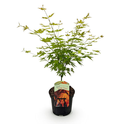 Japansk ahorn - Acer palmatum Orange Dream - Orange - ↕70cm - Ø19cm