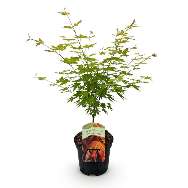 Japanese Maple - Acer palmatum Orange Dream - Orange - ↕70cm - Ø19cm
