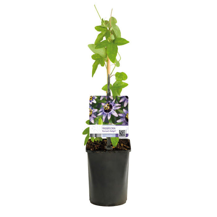 Passiebloem - Passiflora Damsels Delight  - Bloem Paars met Wit - ↕40cm - Ø11cm - 2x