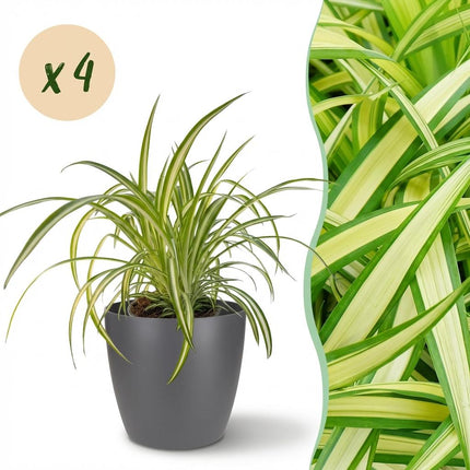 Chlorophytum comosum Variegatum - Bonte Graslelie - met grijze plantenpotten - ↕20cm - Ø12cm - 4x