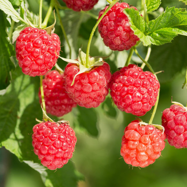 Raspberry - Rubus Mailing Promise - Red Raspberry - 40cm - Ø11cm - 2x