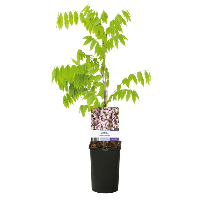 Blauwe regen - Wisteria floribunda Rosea - Bloem roze - ↕40cm - Ø11cm