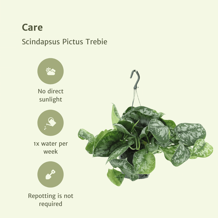 Scindapsus Pictus Trebie - Epipremnum - ↕25cm - Ø15cm - 2x
