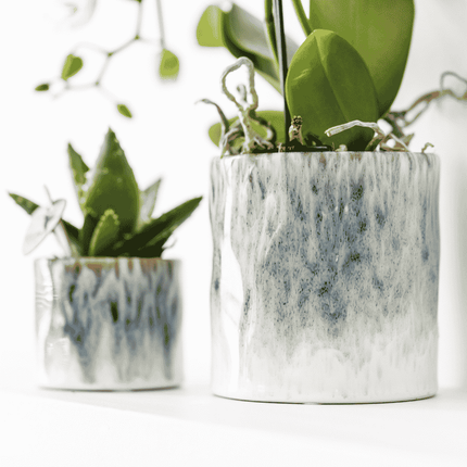 Kolibri Orchids | Witte Amabilis orchidee cadeauset - incl. giftbox, orchidee & sierpot - Ø9cm