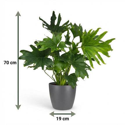 Philodendron Lickety split - met grijze pot - ↕70cm - Ø19cm