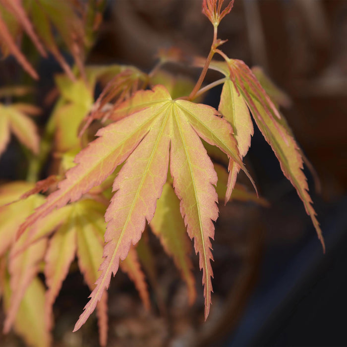 Japanse Esdoorn - Acer Palmatum Katsura - Oranje - ↕35cm - Ø12cm