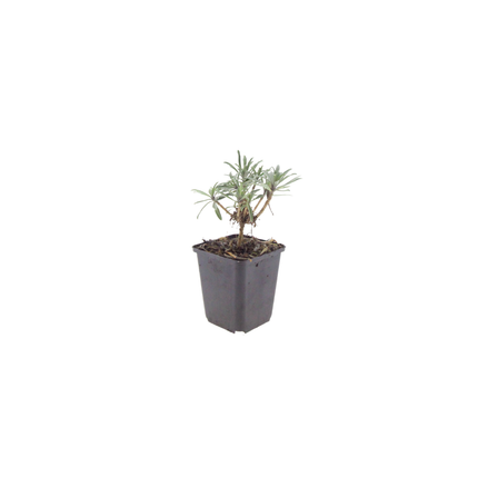 Erysimum 'Bowles' Mauve' - Steenraket - ↕10-25cm - Ø9cm - 60x