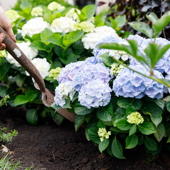 Terrasplant - Hortensia - Hydrangea Forever & Ever - Blauw - 7-12 Bloemen - 2 Planten - Pot 23cm Hoogte 55cm