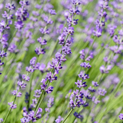 Lavandula angustifolia Hidcote - grey foliage - 6 plants - 1 linear meter - evergreen - 17cm pot height 30cm