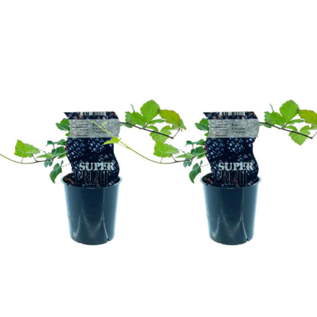 Rubus Thornfree - Mora senza spine - ↕30cm - Ø12cm - 2x
