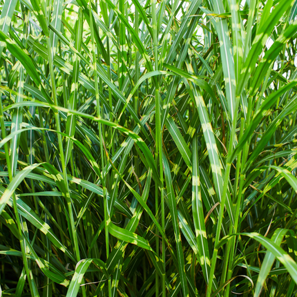 Miscanthus Sinensis ‘Zebrinus’ – Zebragras - Ø12cm - 3x