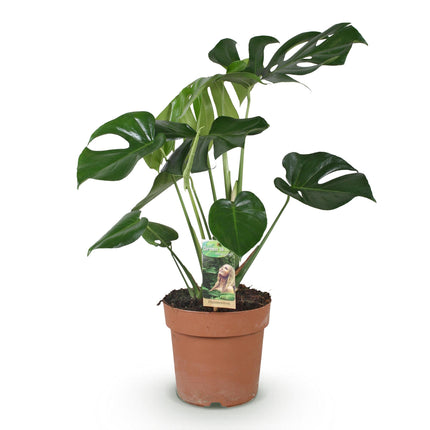 Monstera Deliciosa - Planta de hoyo - ↕70-80cm - Ø21cm