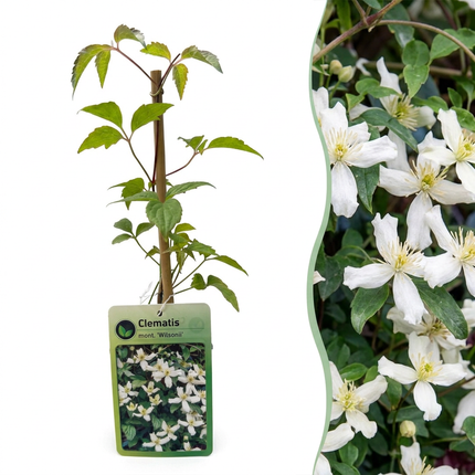 Clematis mont. 'Wilsonii' - Bergclematis 6x - Wit - Klimplant - Ø9cm - ↕35cm