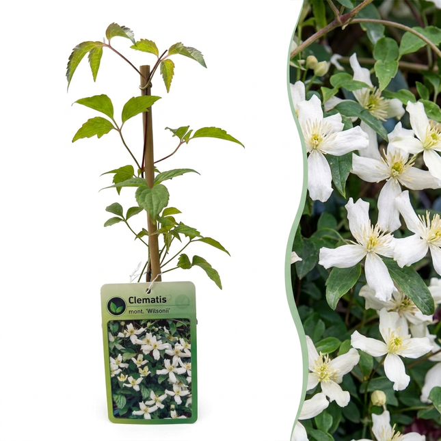 Clematis mont. 'Wilsonii' - Bergclematis 6x - Wit - Klimplant - Ø9cm - ↕35cm