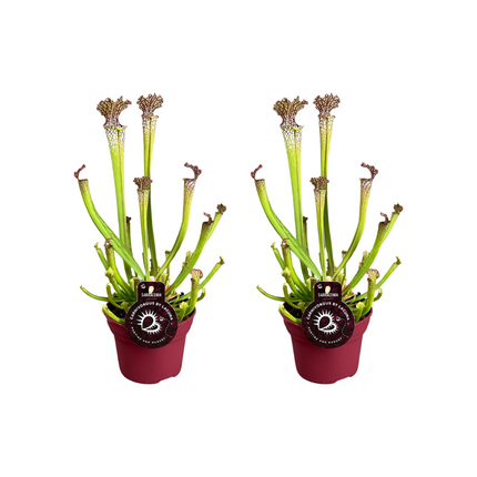 Sarracenia Farnhamii - Trumpet Pitcher Plant - ↕40cm - Ø12cm -