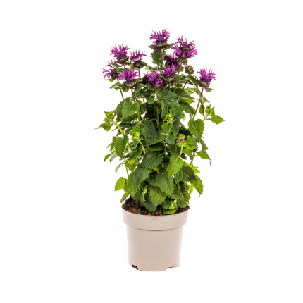 Monarda Didyma Viola Ø19cm - ↕45 - 60cm
