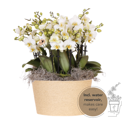Kolibri Orchids | Hvid Mono Bouquet Blossom Lausanne i sivkurv