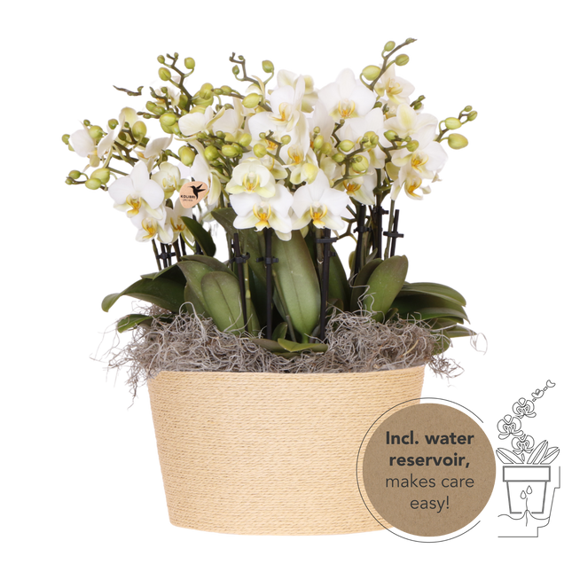 Kolibri Orchids | Witte Mono Bouquet Blossom Lausanne in Reed Basket