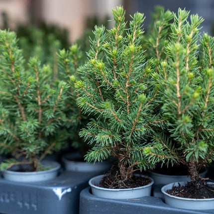 Mini Christmas tree - Picea Glauca Perfecta - ↕15-20cm - Ø6cm - 6x