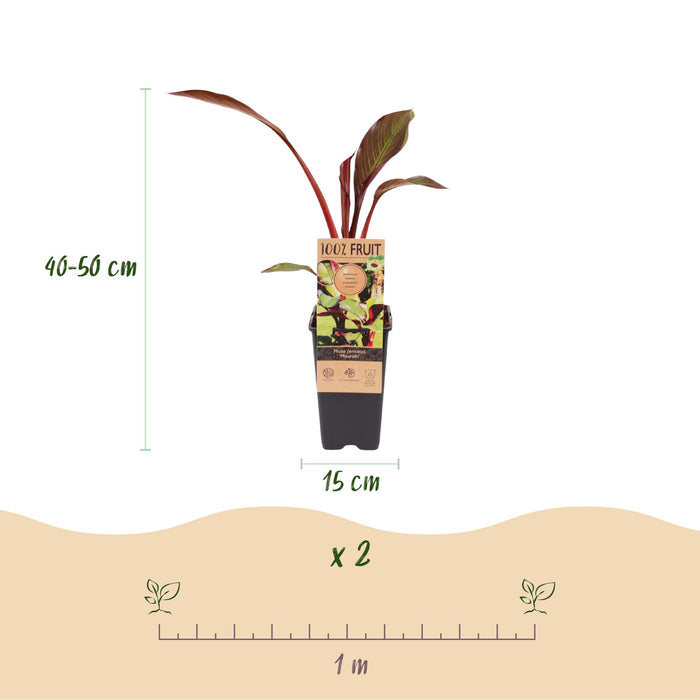 Musa ensete Maurelli - Bananenboom - Rood-Groen - ↕50cm - Ø15cm - 2x