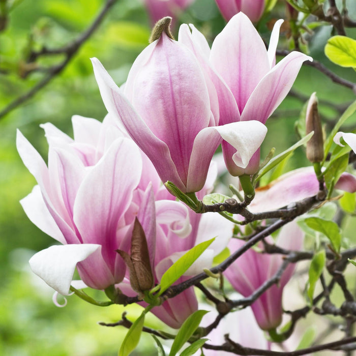 Magnolia George Henry Kern - Bloem Roze - 3 Planten - Bladverliezend - Weinig Onderhoud - Pot 12cm Hoogte 30cm