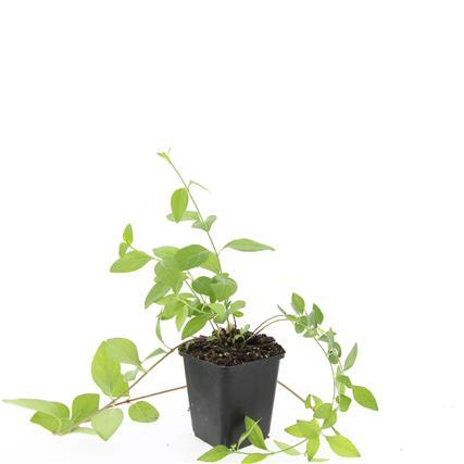 Vinca major 'Alba' - ↕10-25cm - Ø9cm - 48x