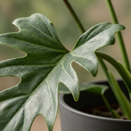 Philodendron Lacerum - met grijze pot - ↕65cm - Ø19cm
