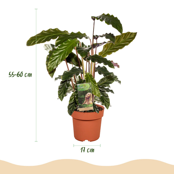 Calathea Rufibarba - Pauwen plant - ↕55-60cm - Ø17cm -2x
