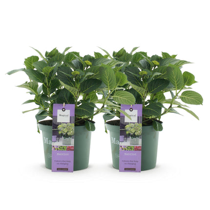 Hortensia - Hydrangea Magical Jewel Blue - Blauw - 6-10 Bloemen - 2x - ↕55cm - Ø23cm