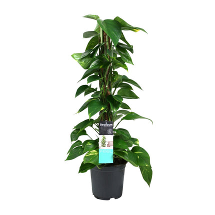 Scindapsus - Epipremnum - ↕80cm - Ø19cm