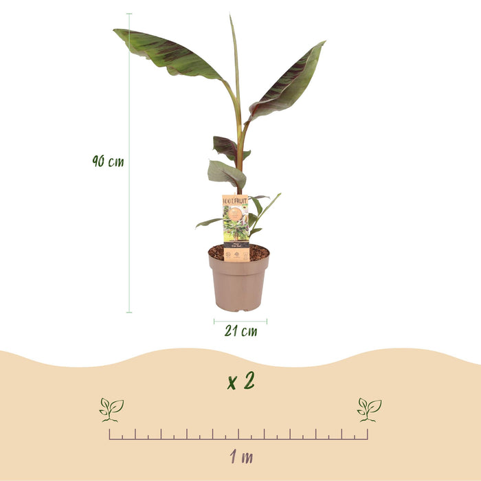 Fruitplant - Japanse vezelbanaan - Musa Ever Red - Winterhard - Pot 21cm Hoogte 90cm