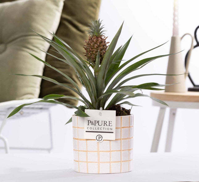 Piña Rosita en cerámica P&PURE Tirza - ↕35cm- Ø12cm
