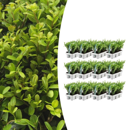 Ilex crenata 'Jenny' - ↕15cm - Ø7cm - 72x