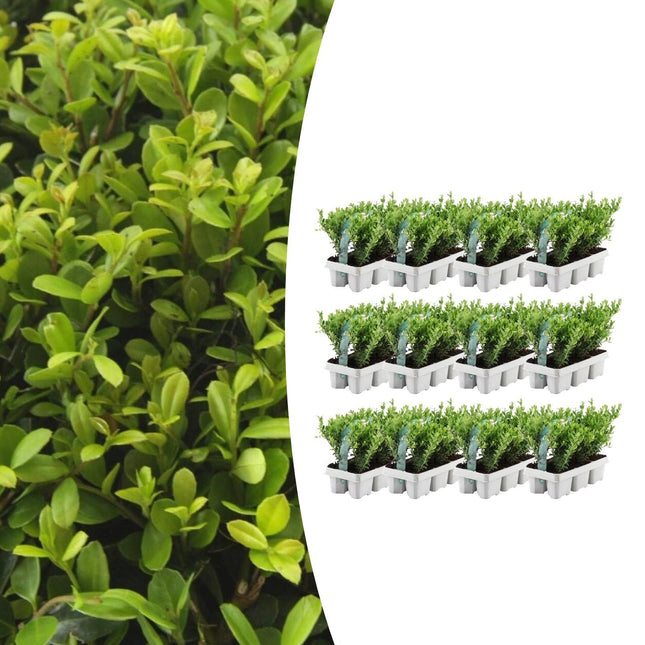 Ilex crenata 'Jenny' - ↕15cm - Ø7cm - 72x