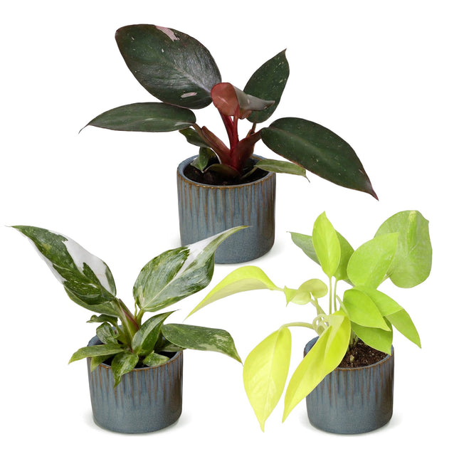 Baby Philodendron Tricolour 3x - Wit - Roze - Geel - Groen - Tropisch - incl. Linnea Misty Blue - Ø6cm - ↕10-15cm