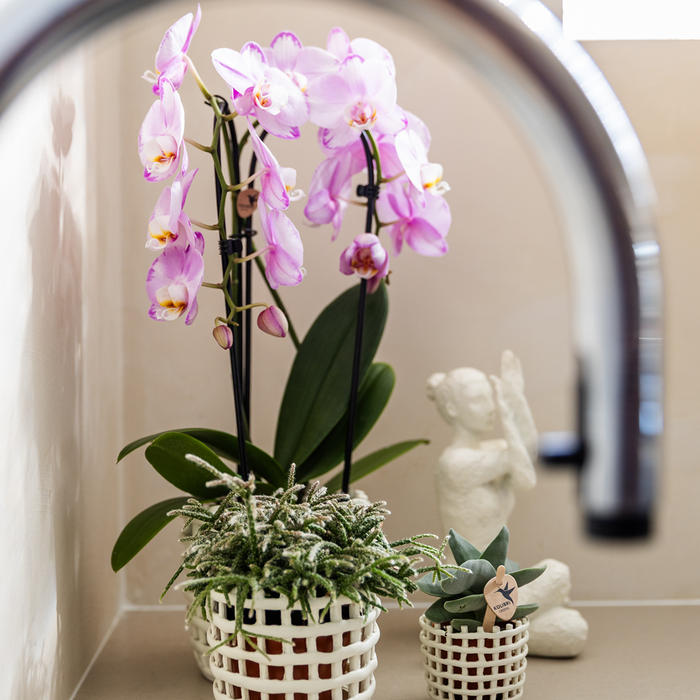 Kolibri Company | Mesh White Plant Set | Pink Niagara Falls orchid 12 cm + green plants incl. decorative pots