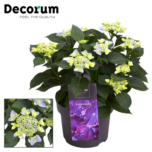 Hortensia - Hydrangea Teller Nizza Blue 7-12 Bloemen - ↕45cm - Ø23cm