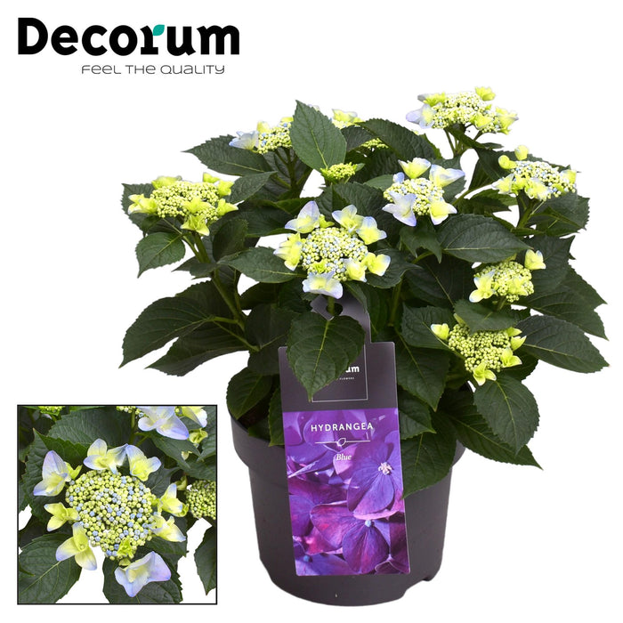 Hortensia - Hydrangea Teller Nizza Blue 7-12 Bloemen - ↕45cm - Ø23cm