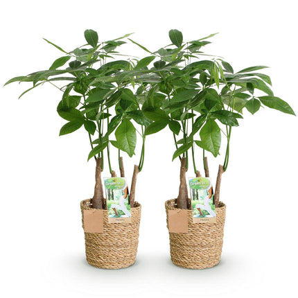 Pachira Aquatica multi-stem - Money tree - with basket - ↕50-55cm - Ø17cm - 2x