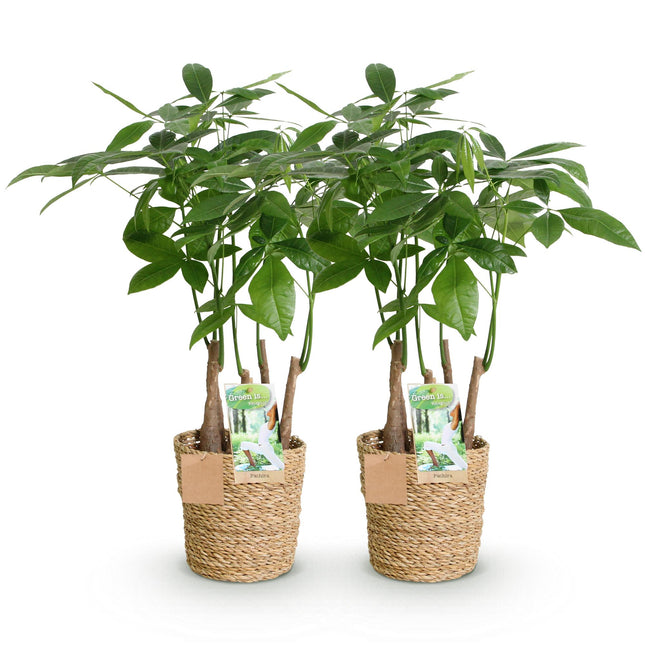Pachira Aquatica à tiges multiples - Arbre à monnaie - avec panier - ↕50-55cm - Ø17cm - 2x